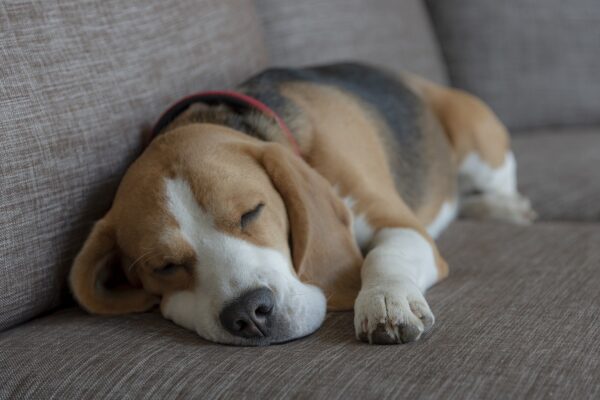 Un chien dormant sur un canapé gris.