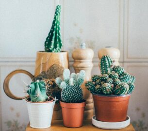 Assortiment de cactus dans des pots pour une déco avec des plantes